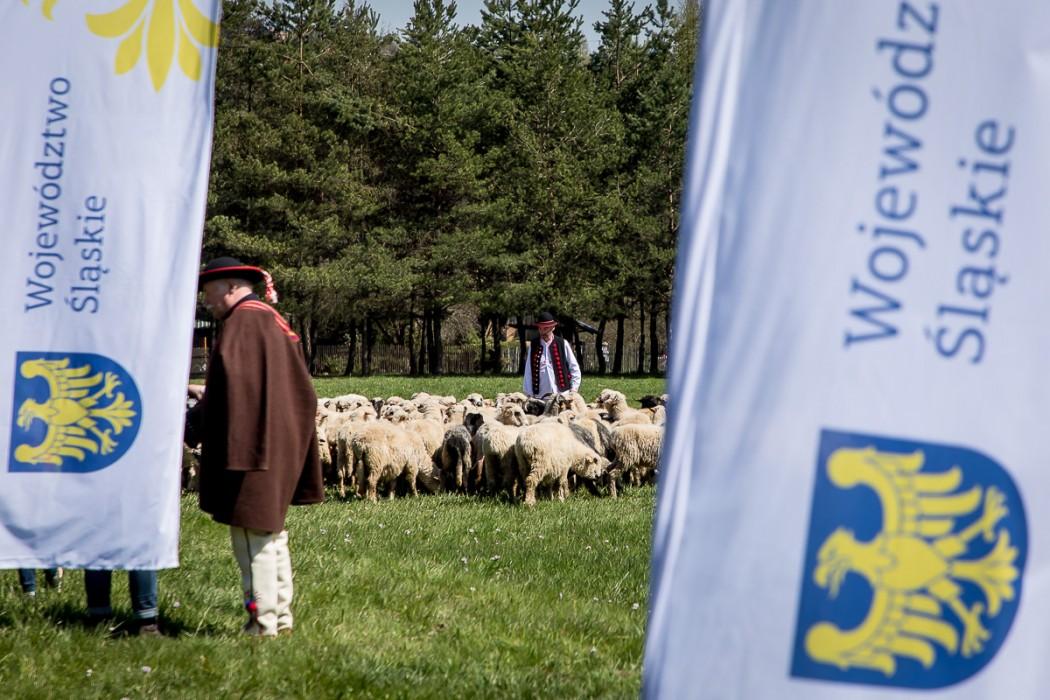  Zdjęcie do wiadomości: Ruszają konkursy w ramach Owcy Plus 