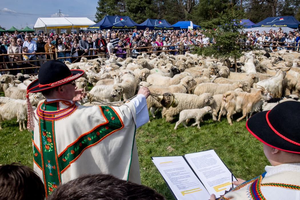  Zdjęcie do wiadomości: Redyk w Rychwałdzie na Żywiecczyźnie 