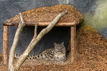 Nowy wybieg dla panter śnieżnych z śląskim ZOO