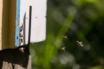 Śląskie dla pszczół