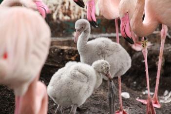 Nowe zwierzęta w Śląskim ZOO. 