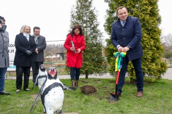 Powrót pingwinów do Śląskiego ZOO