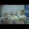  Lwiątka urodzone w Śląskim Ogrodzie Zoologicznym. fot. Andrzej Grygiel / UMWS 