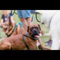  Pucharu Polski w Dogtrekkingu:. fot. Tomasz Żak / UMWS 