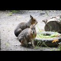 Śląskie ZOO. fot. Patryk Pyrlik / UMWS 