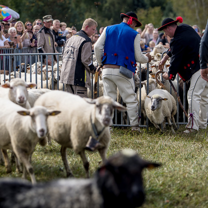 Łossod – jesienny Redyk w Węgierskiej Górce. fot. Tomasz Żak / UMWS